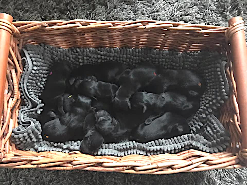 Alle 11 Welpen in einem Korb