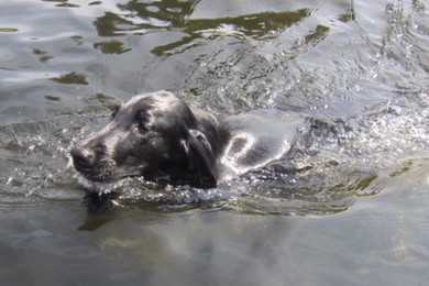 Wasserratte