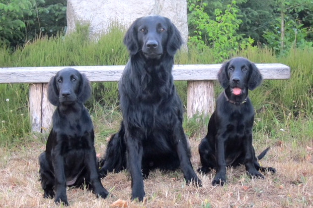 Emma, Woody und Fie