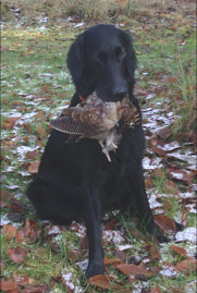 Fanni bei der Schnepfenjagd