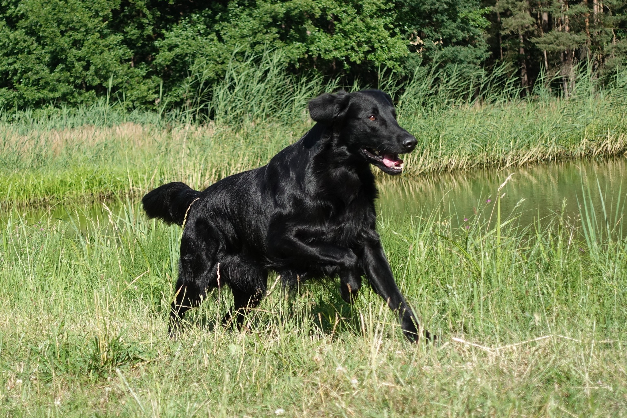 Dash bei der Arbeit