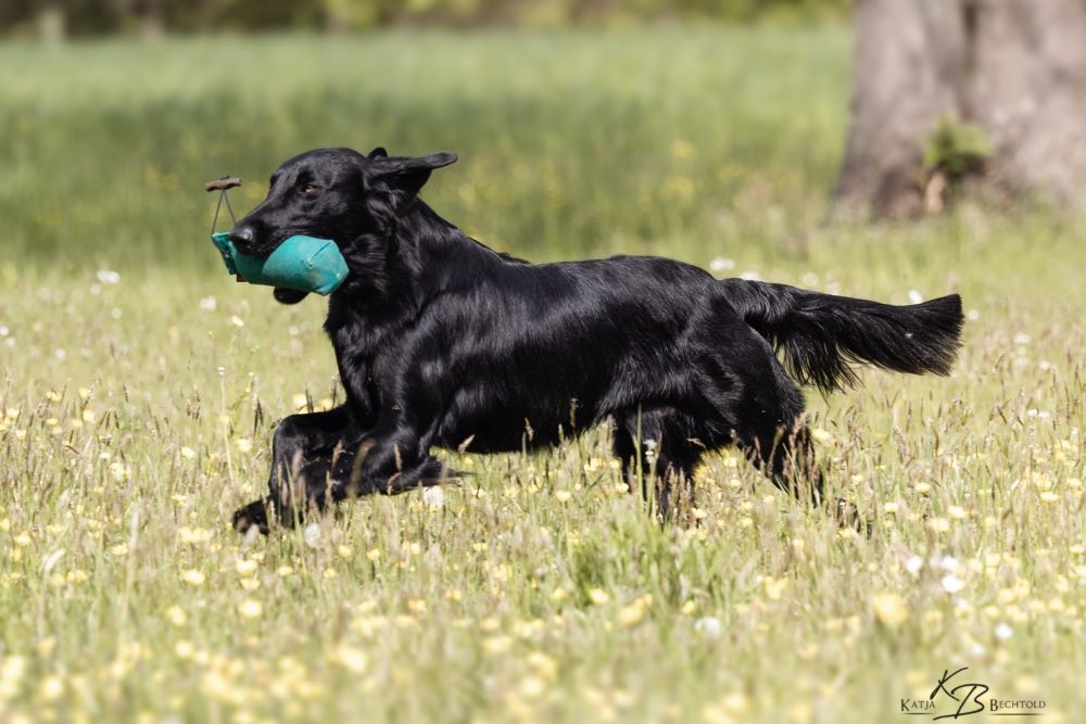 Neo läuft mit einem grünen Dummy durch eine Blumenwiese – Foto: Katja Bechtold